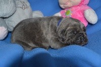 CHIOT