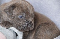 CHIOT