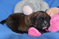 CHIOT