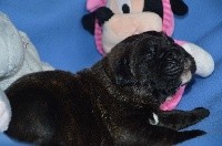 CHIOT