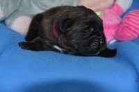 CHIOT