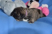 CHIOT