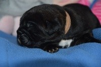 CHIOT