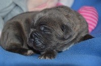 CHIOT