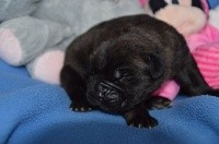 CHIOT