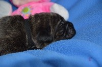 CHIOT